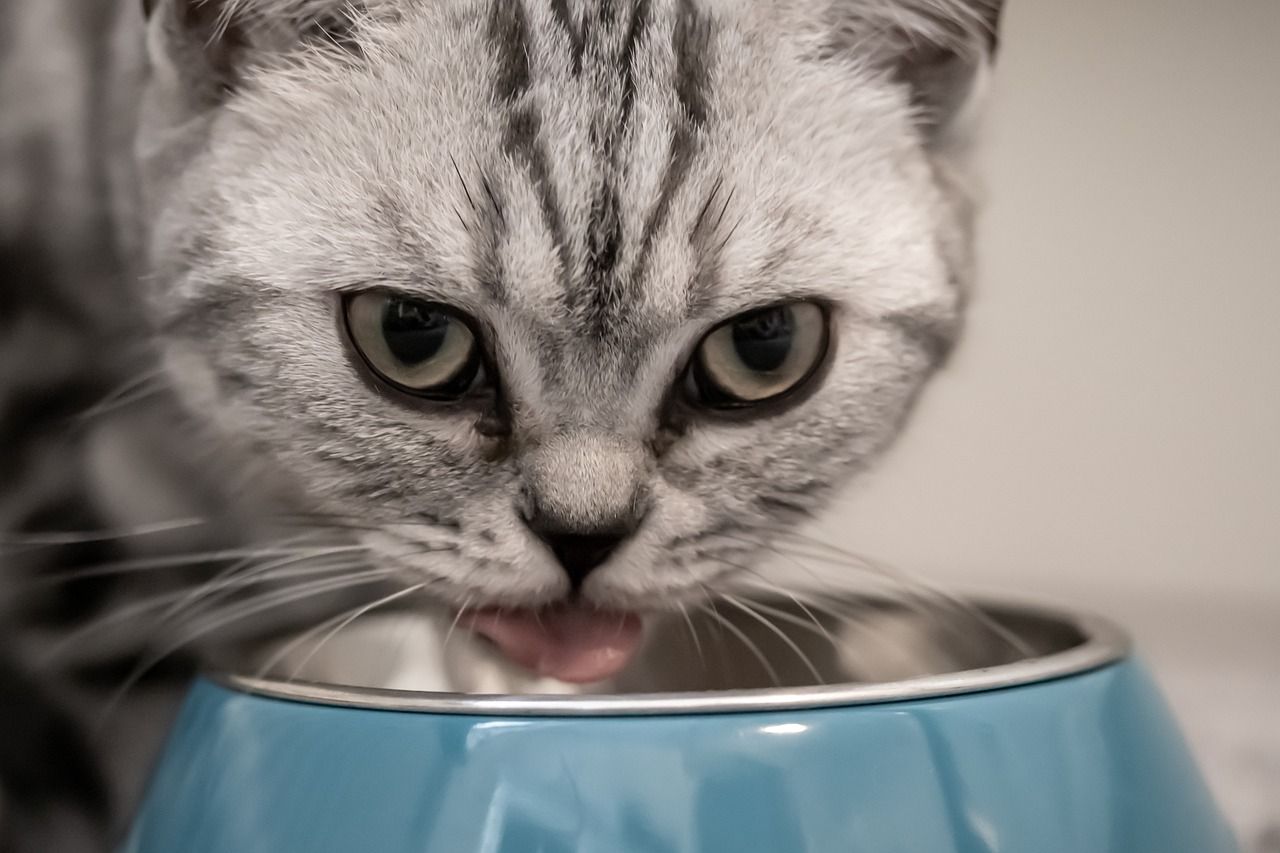 Czego nie może zabraknąć w diecie kota?